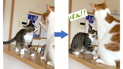 最後は頭をポン! 向かってくる子猫につきあう“兄猫”の手加減にほっこり…2匹の仲を飼い主に聞いた