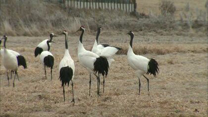 【個体数が回復】国の特別天然記念物「タンチョウ」“絶滅危惧種”から除外～環境省『レッドリスト』1991年の指定以来35年ぶり…1900羽確認され絶滅リスク減〈北海道〉