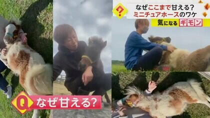 飼育員にべったりのミニチュアホースがかわいい　甘えるワケは？かゆい所を触ってもらおうと“猛アプローチ”　北海道・日高町