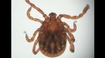 「致死率最大30％」マダニ媒介の危険なSFTS感染症　富山県で2例目の患者確認　万が一咬まれたら「無理に引き抜かず医療機関へ」