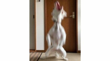 家の中で“UMA”が確認された!? その正体は美少女…撮影時の状況を投稿者に聞いた