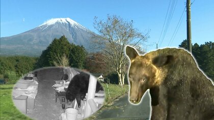 飼育していたニワトリ全てを食べられ…クマの目撃情報が3倍に急増　その原因は“木の病気”か【静岡発】