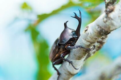 「昆虫採集」「絵日記」「自由研究」は“昭和”で終わり？!　令和の子どもたちの夏の宿題について調べてみた