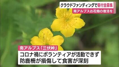 クラウドファンディングで寄付金募集　南アルプス花畑の復活を