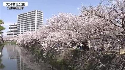大分でもサクラの満開発表　日曜日の花見スポットは多くの人でにぎわい