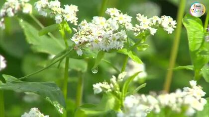 朝晩涼しく…ススキとともに花咲き誇り秋の気配　蒜山高原でソバの花が見頃【岡山・真庭市】