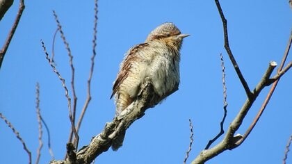 全国から反響　“野鳥の魅力”を四コマ漫画やSNSで発信　鳥を愛する女性が「野鳥の宝庫」大潟村に移住【秋田発】
