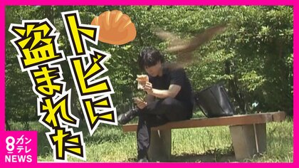 「お弁当、バッて取られた」　『トビ』の被害相次ぐ公園　1.5ｍの翼と鋭い爪、人間の10倍ともいわれる視力　“餌やり”に対策必要か