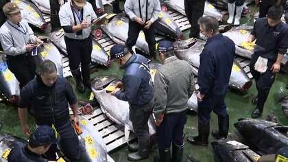 「一番マグロ」今年は243キロが5億円超で競り落とされる、青森県大間産　東京・豊洲市場で初競り