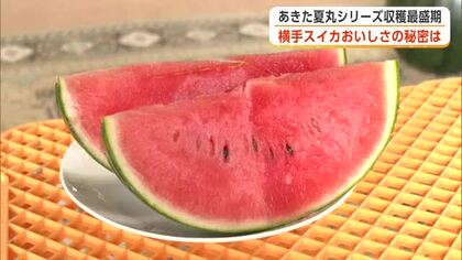 横手スイカ、おいしさの秘密探る　人気の小玉スイカ、収穫最盛期　皮が黒い新品種も登場　秋田