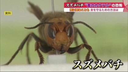 スズメバチの被害増加…別名「毒のカクテル」の恐怖　どうすれば襲われない？刺された時の対処法も【北海道発】