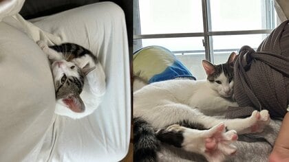 寄り添うのは赤ちゃんがお腹にいる時から…生まれてからも接し方が変わらない猫が尊い…現在の仲を母親に聞いた