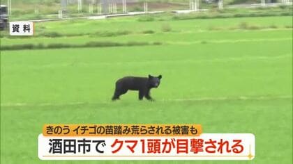 【クマ出没】酒田市浜中の火葬場近くで1頭目撃…ハウス内のイチゴの苗踏み荒らされる被害も　山形