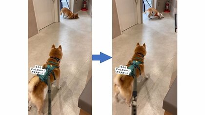 「クセ強すぎん？」診察室から戻ってきた柴犬が体を床にこすりつけ“クネクネ”…謎の動きの理由を飼い主に聞いた