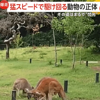 猛スピードの爆走カンガルー！場所によっては時速約70kmの速さ…上り坂も余裕の2歩でピョン！　岩手・盛岡市「盛岡市動物公園」