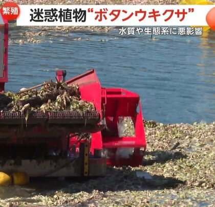 爆発的繁殖でダム湖を覆う特定外来生物「ボタンウキクサ」　広さ東京ドーム17個分…約2億1600万円で除去作業開始　宮崎・小林市