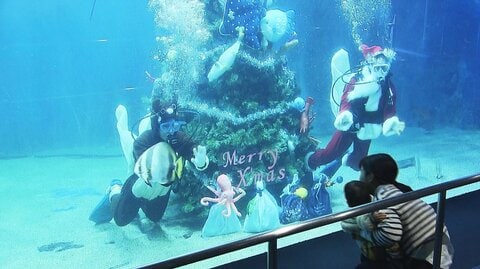 水槽から「メリークリスマス！」ダイバーのサンタがツリーに飾り付け　子供たちも魚も興味津々　越前松島水族館