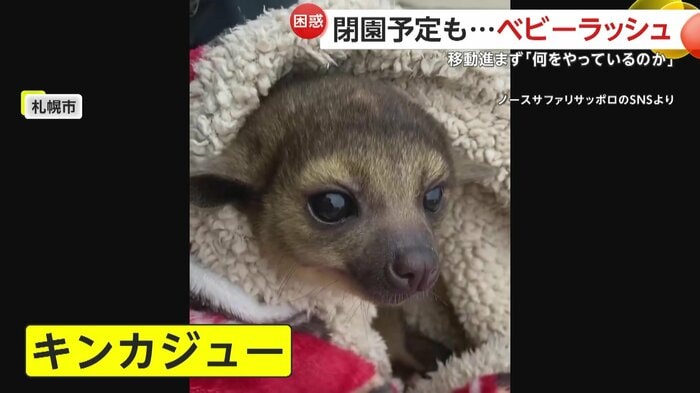 生まれたばかりのキンカジュー