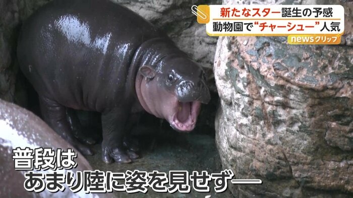口を大きく開けるムーデーン