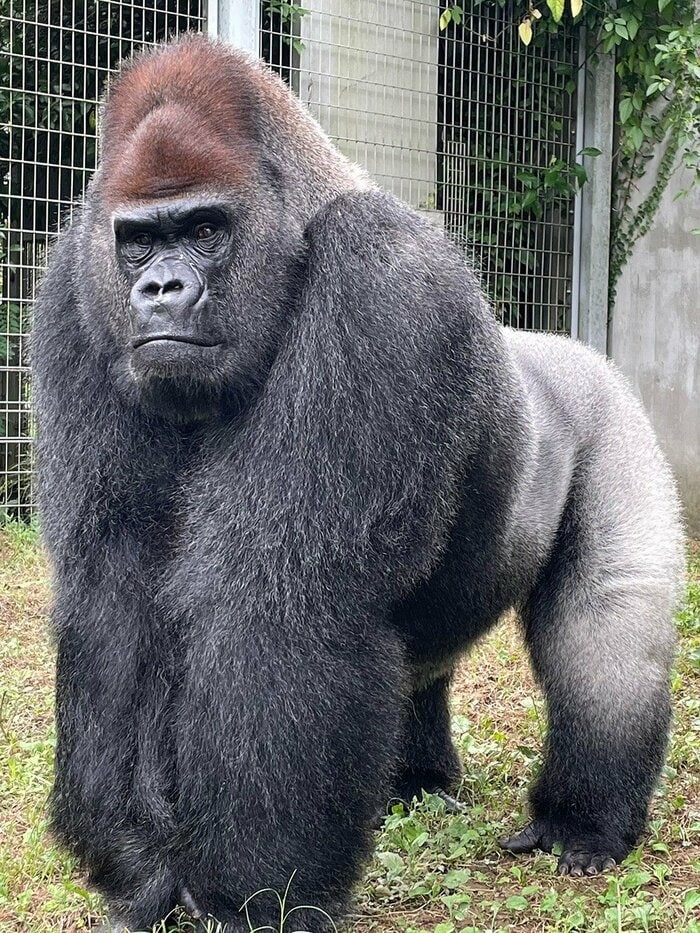 ⽇本モンキーセンターで飼育されている「タロウ」(出典:NPO法人テラ・ルネッサンス)