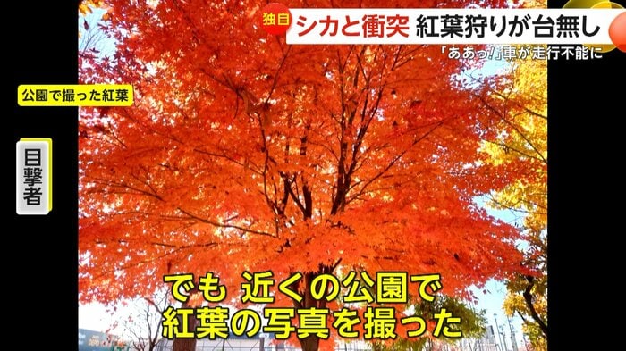 事故の後、近くの公園で紅葉の写真を撮った目撃者（FNN投稿サイト「ビデオPost」）