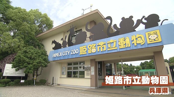 ケセランパサランの取材へ