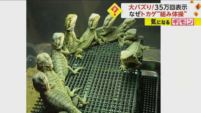 トカゲの上にトカゲが重なっている(GINKA exotic animal)