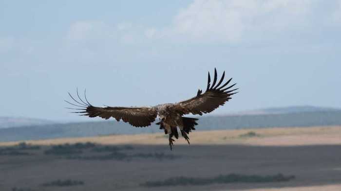 鳥と一緒に空を飛ぶ 長年の夢が叶いました