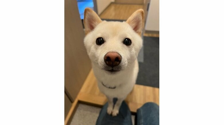 「半ば諦めていた」2歳の豆柴が“初めて”玄関まで飼い主をお出迎え…これまでは無反応？いつもの帰宅時の様子を聞いた｜FNNプライムオンライン