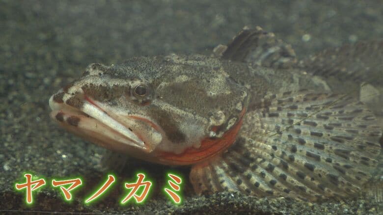 絶滅危惧種「ヤマノカミ」 水族館で初の繁殖に成功 卵守り続けたのは「父」 稚魚誕生と共に命尽きる【福岡発】｜FNNプライムオンライン