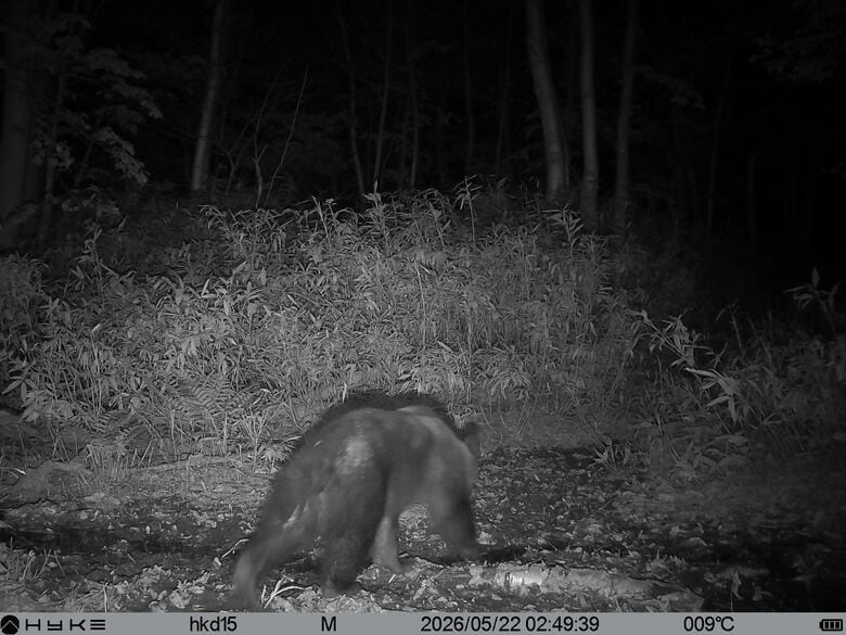 【ヒグマ速報】札幌・豊平区羊ケ丘で深夜にウロウロ_体長1.2～1.3mのクマ1頭が出没…5月から断続的に出没する同一個体か〈北海道〉｜FNNプライムオンライン