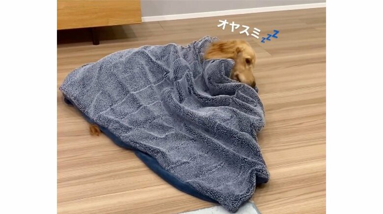 「背中にジップ付いてない？」自分で頭まですっぽり毛布をかけて寝る犬が人間みたい…いつものことなのか飼い主に聞いた｜FNNプライムオンライン