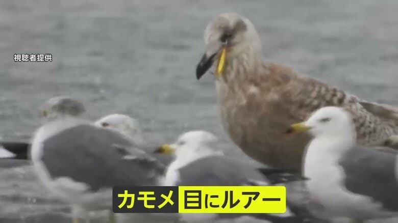 【残酷】日本三景・天橋立で傷つく鳥が続出…目にはルアー、くちばしに釣り針　認められていない“釣り”する人の姿が｜FNNプライムオンライン
