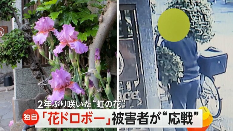 【独自】「きさま！花ドロボー！」アートギャラリーの“虹の花”ジャーマンアイリス”盗まれる　大阪市西成区｜FNNプライムオンライン