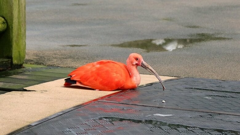 来園者が優しいから？園内の通路でくつろぐショウジョウトキが“野生を喪失”…どんな鳥なのか生態を聞いた｜FNNプライムオンライン