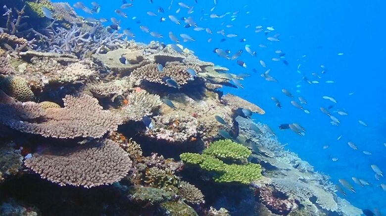 ホープスポットを次世代に　辺野古移設に反対する市民の思い｜FNNプライムオンライン