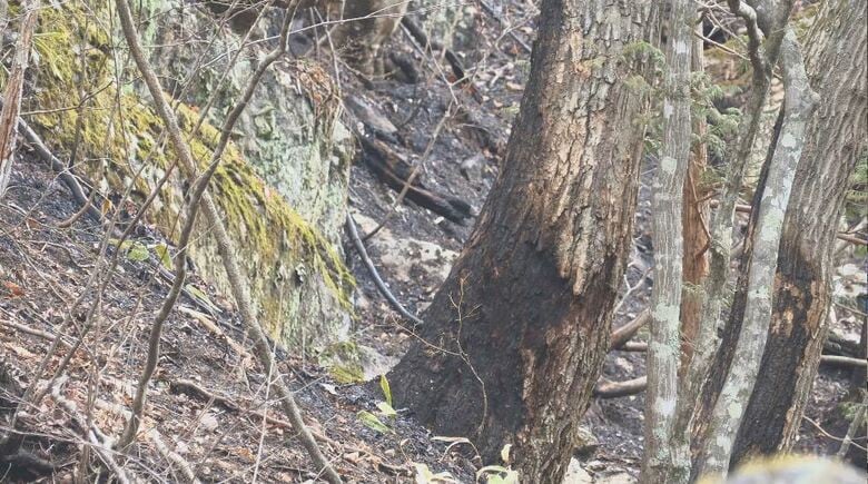 長野・木曽町の山林火災は「鎮圧状態」に　延焼の危険なくなる　人や建物の被害なし｜FNNプライムオンライン