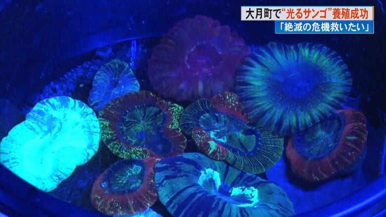 絶滅危惧種「光るサンゴ」ヒユサンゴ　14年の研究の末に完全養殖成功　乱獲から生態系を守る新たな一歩｜FNNプライムオンライン