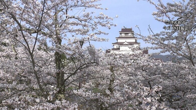 会津若松市・鶴ヶ城公園　名城を包み込む約1000本の桜　《ふくしま桜紀行2025》｜FNNプライムオンライン