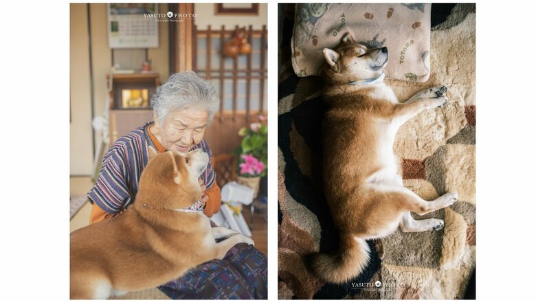 おばあちゃんのひざの上に乗る福ちゃん…そしてグッスリ