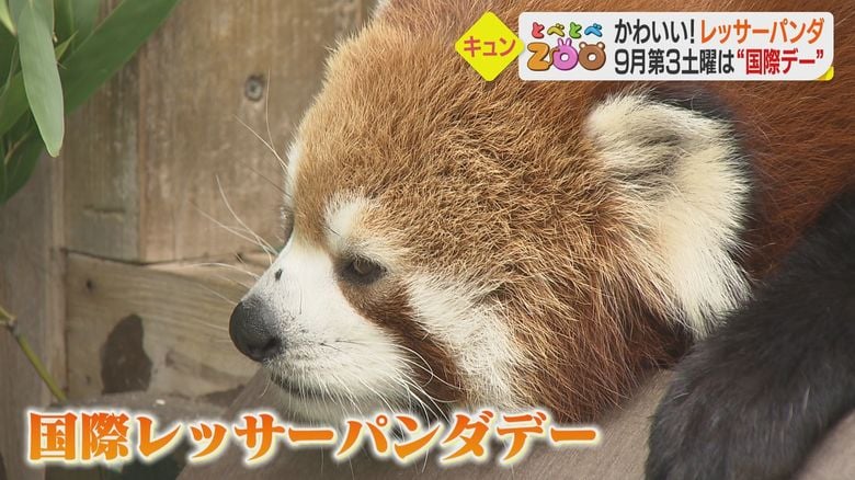 毎年9月の第3土曜日は「国際レッサーパンダデー」