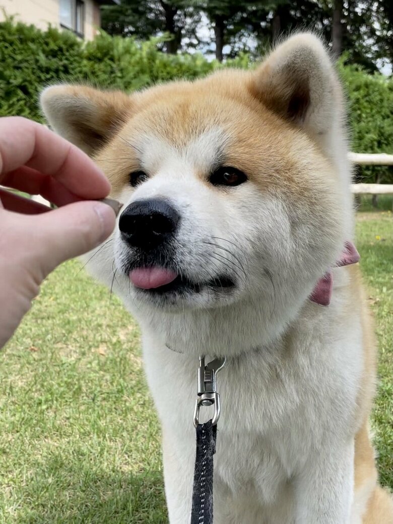 おやつを前に先走って舌をペロリ