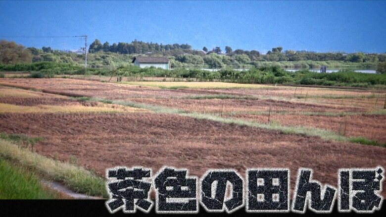 茶色くなった田んぼ