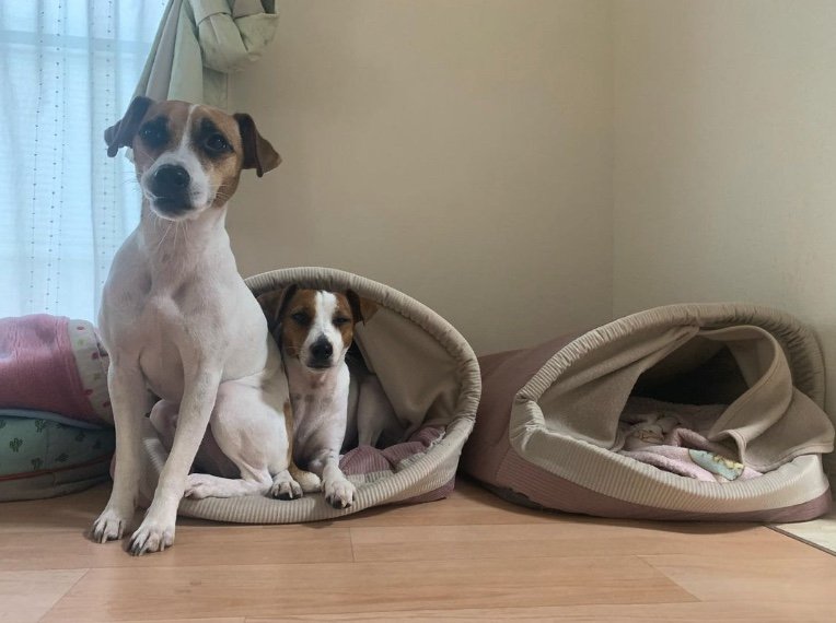 左：もなかくん　右：あずきちゃん（提供：あずもなさん）