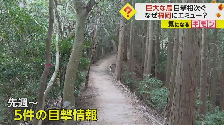エミューが目撃された福岡市の登山道