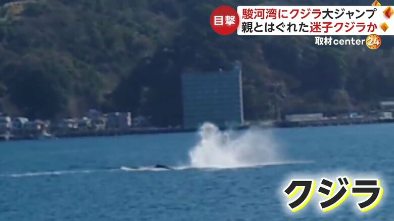 駿河湾に出現したクジラの姿（5）