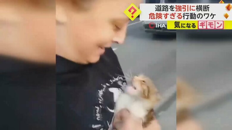 中央分離帯で動けなくなっていたところを救出された子ネコ