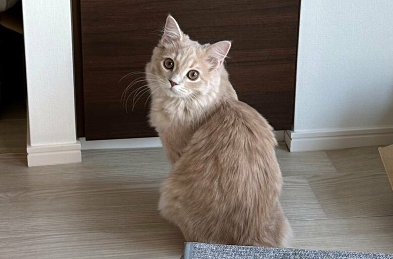 おやつの棚の前で待っている状態