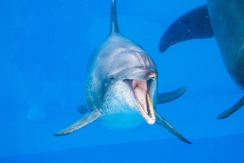 ミナミバンドウイルカのオキちゃん（写真提供：国営沖縄記念公園（海洋博公園））