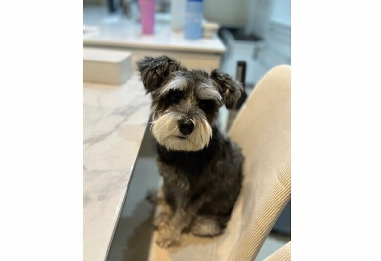 くぅちゃん（提供：くぅさん）